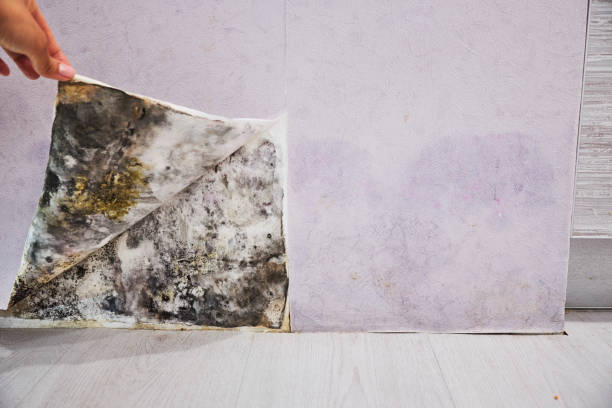 Best Black Mold Removal  in La Porte, IN
